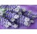 Product image for SnuggleScents CPAP Aromatherapy 30ml Refill - Lavandin - Thumbnail Image #1